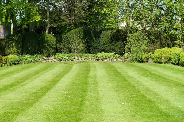 Cost of Grass Care Service in Dublin