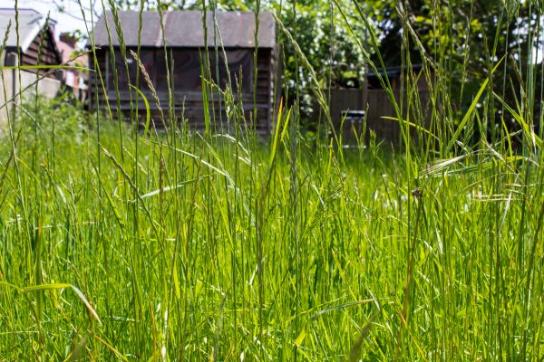 Cost of Overgrown Lawn Trimming in Dublin