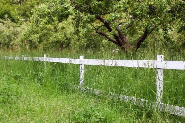 Cost of Fence Line Trimming in Dublin